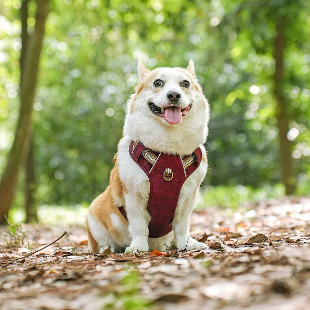 Safe & Adjustable Pet Harness with Reflective Belts