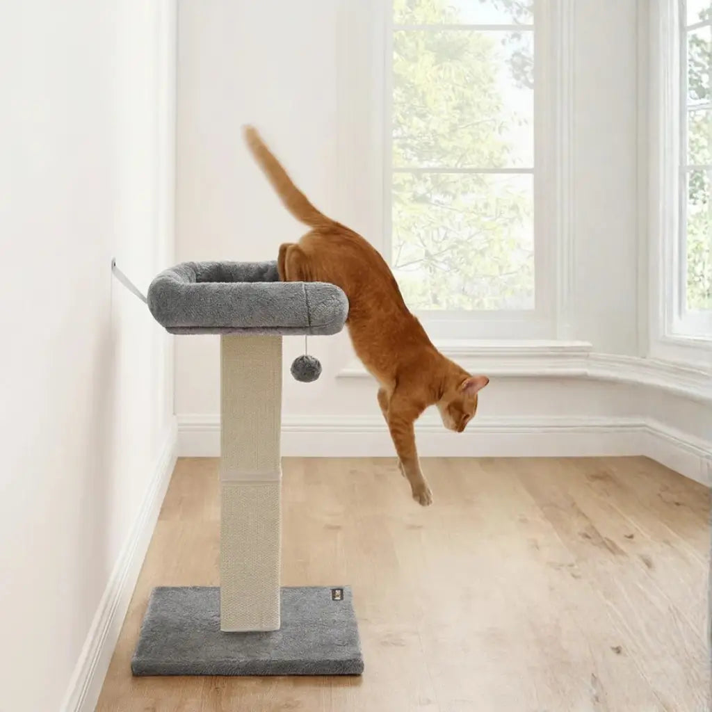 Cat jumping from a cat tree in a room with large windows