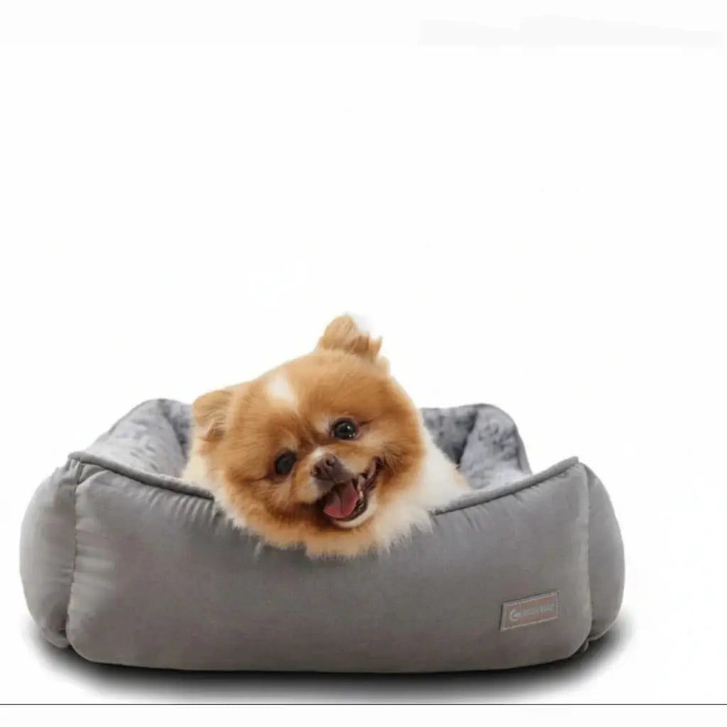 Small dog sitting in a gray pet bed on a white background