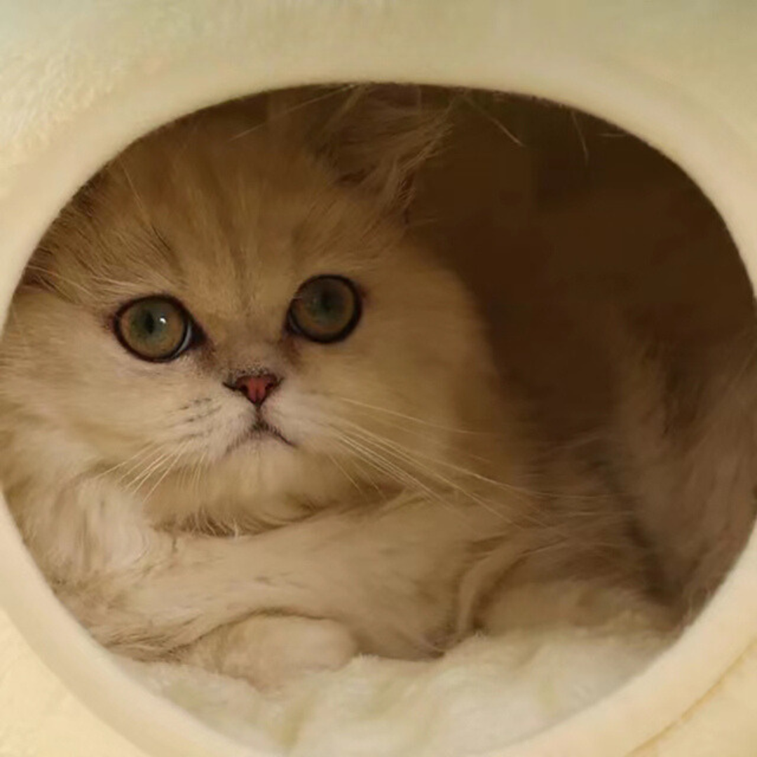 Cozy Pet Hideaway Bed House