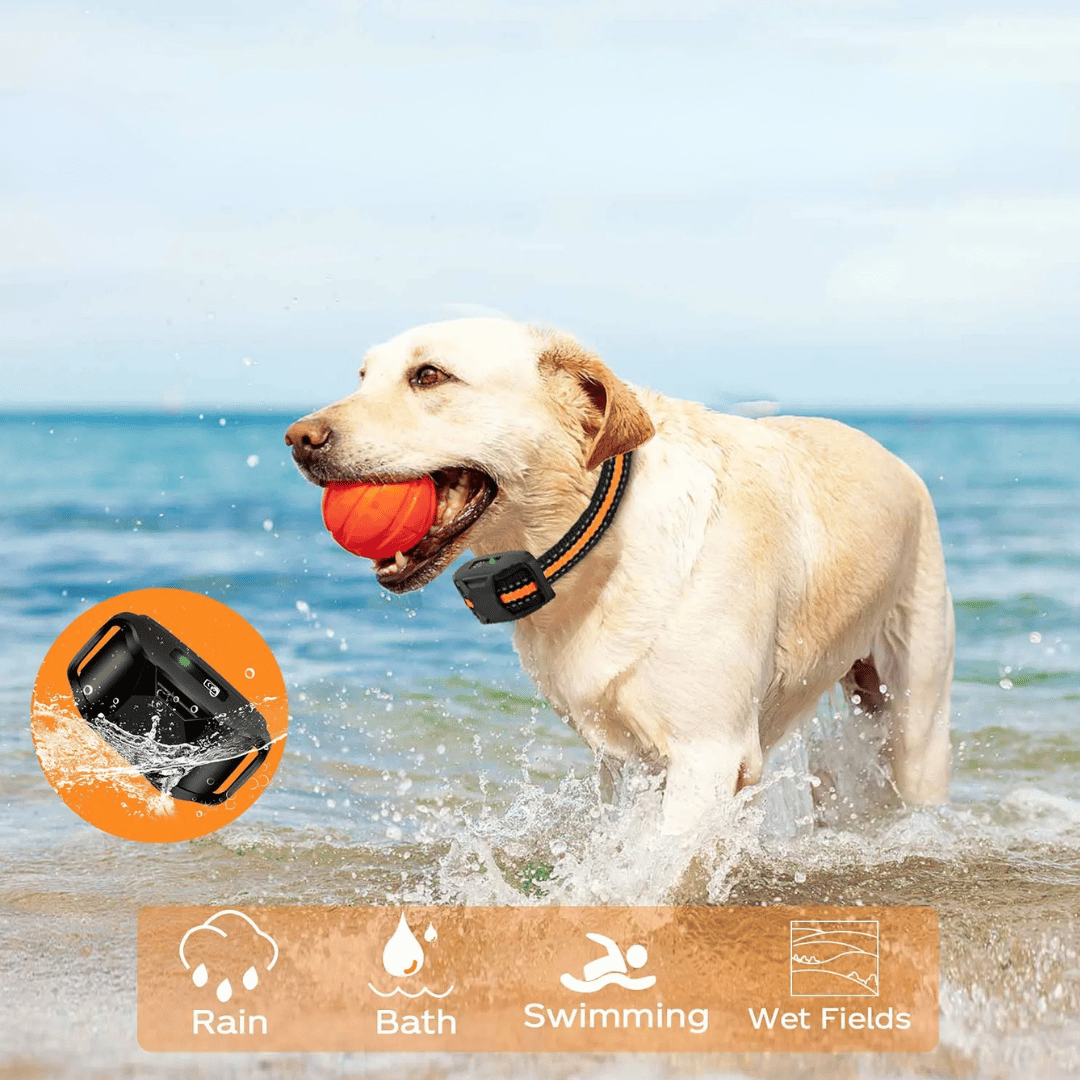 Long Range Dog Training Collar & Remote
