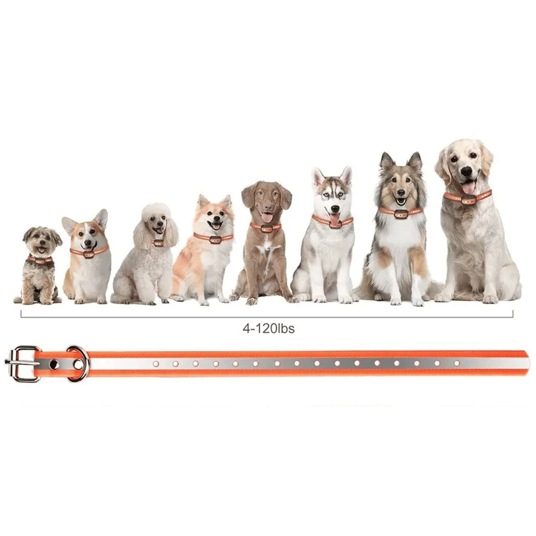 Waterproof Dog Training Collar with Adjustable Strap