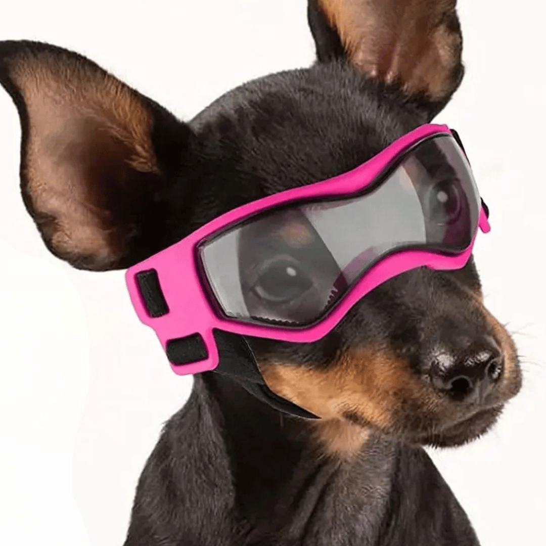 Pet Dog Shades for Small Breeds Protection