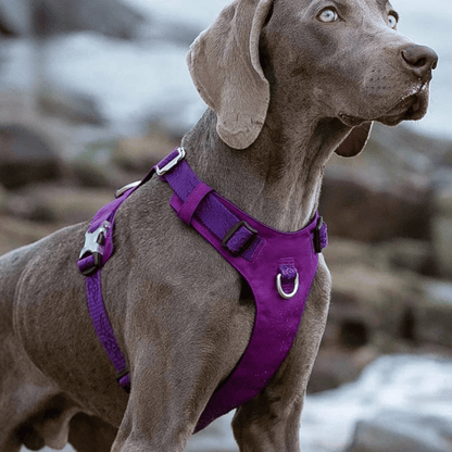 Durable Breathable Adjustable Dog Vest