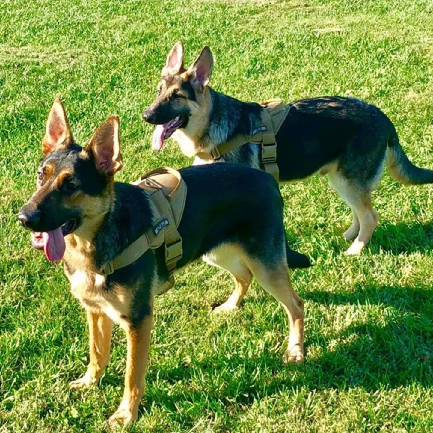 Comfortable Large Dog Harness with Padded Vest