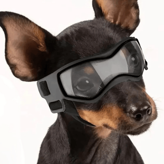 Pet Dog Shades for Small Breeds Protection - LifyPet