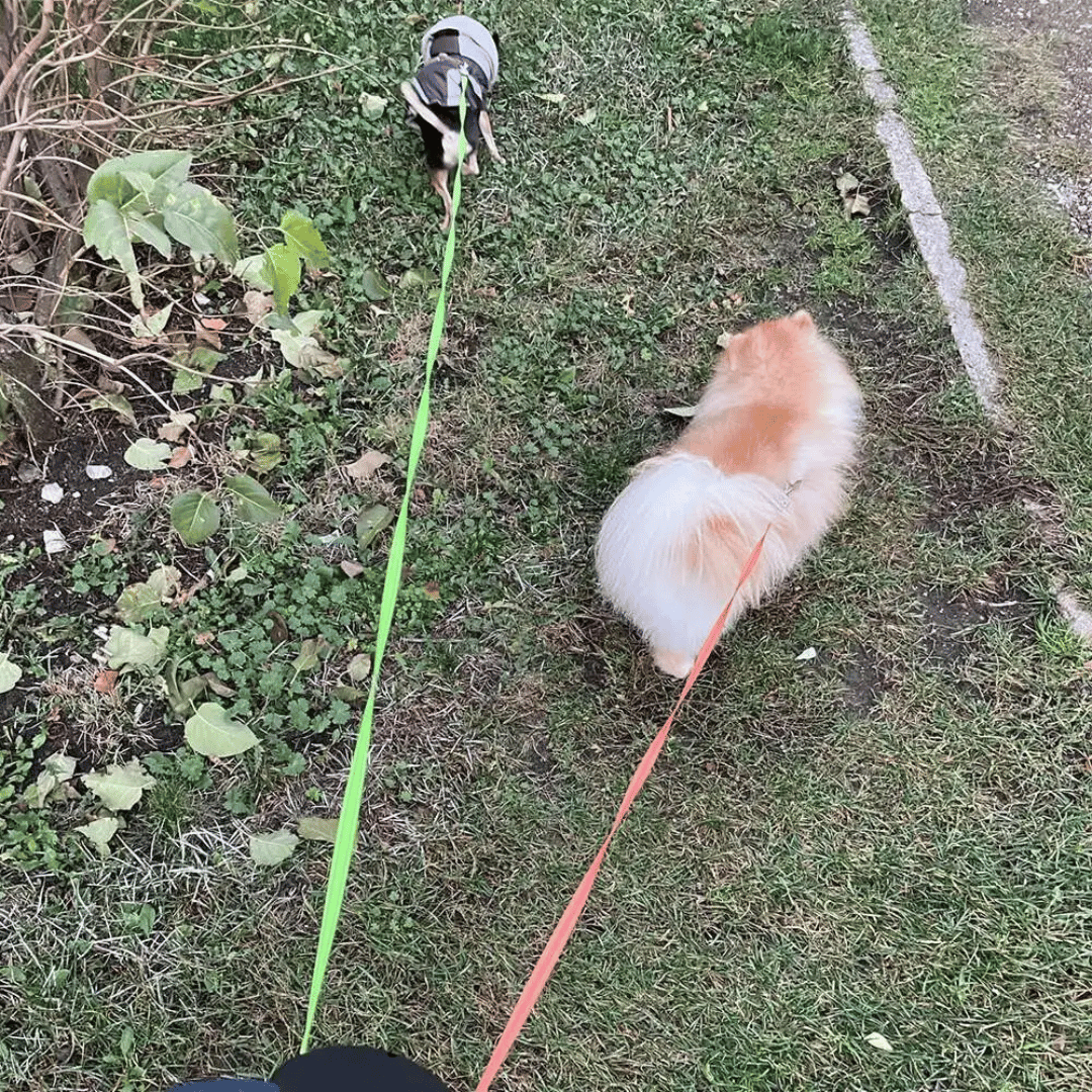 Long Adjustable Pet Leash with Light & Tangle Free Clip