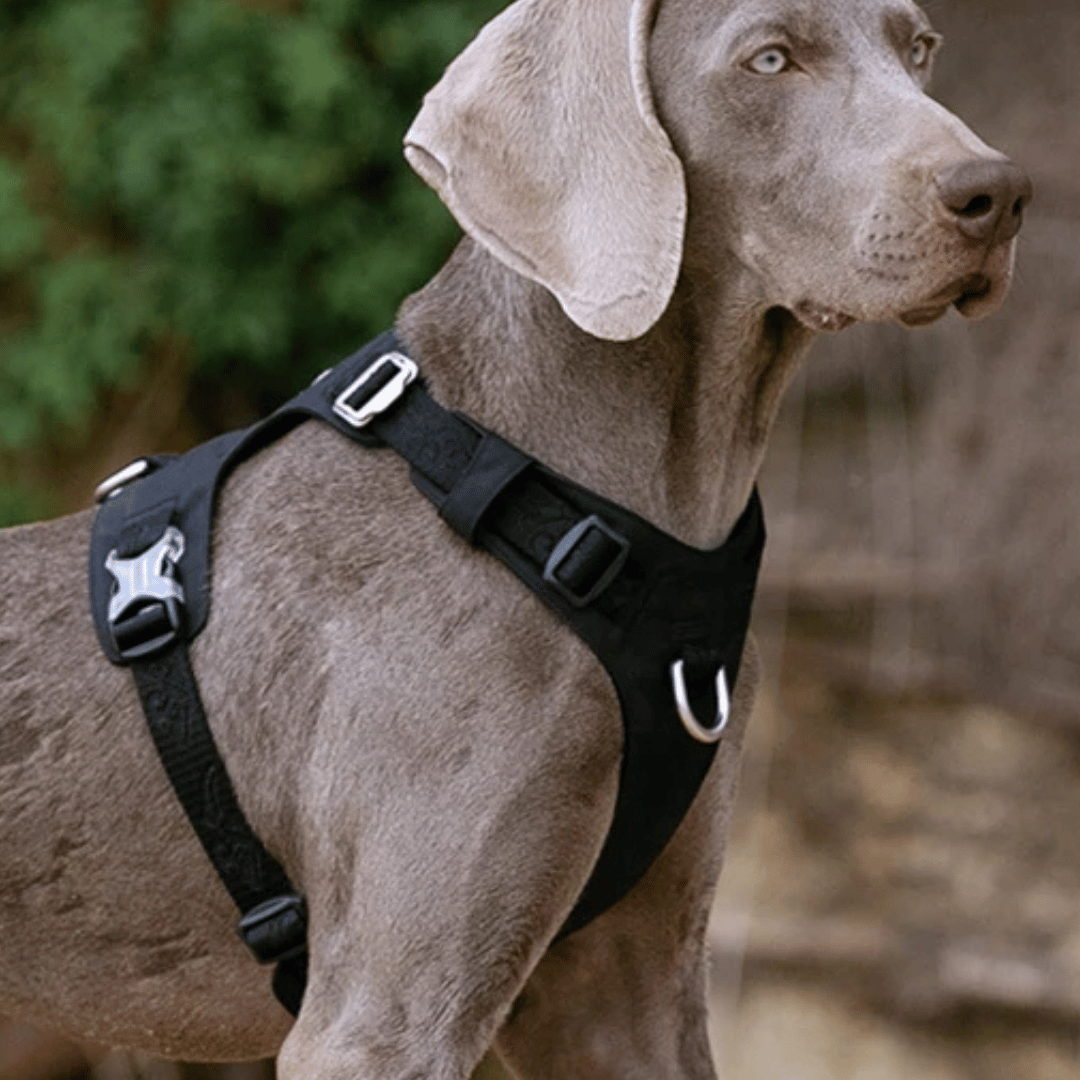 Durable Water Resistant Dog Vest Harness