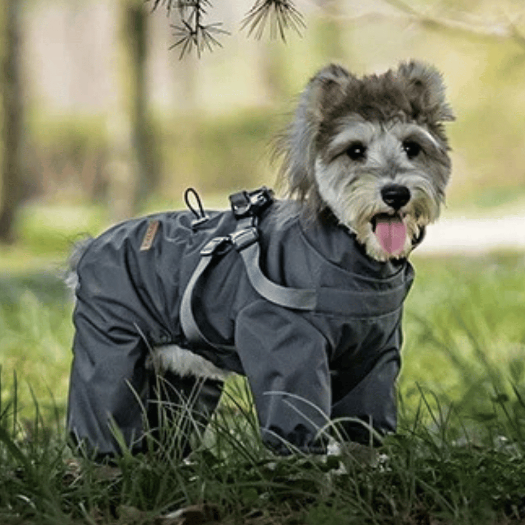 Waterproof Pet Coat with Built-In Dog Harness