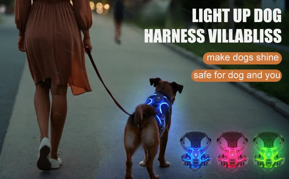 Visible LED Dog Vest for Nighttime Walking Safety