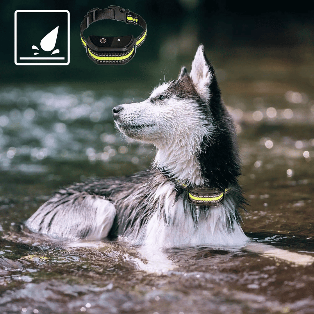 Long Range Waterproof Dog Training Collar with LCD Remote