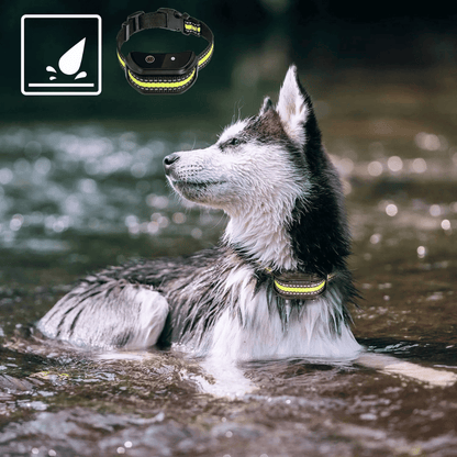Long Range Waterproof Dog Training Collar with LCD Remote