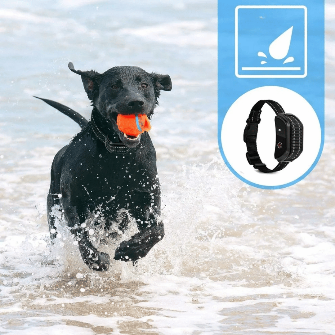 Long Range Waterproof Dog Training Collar with LCD Remote