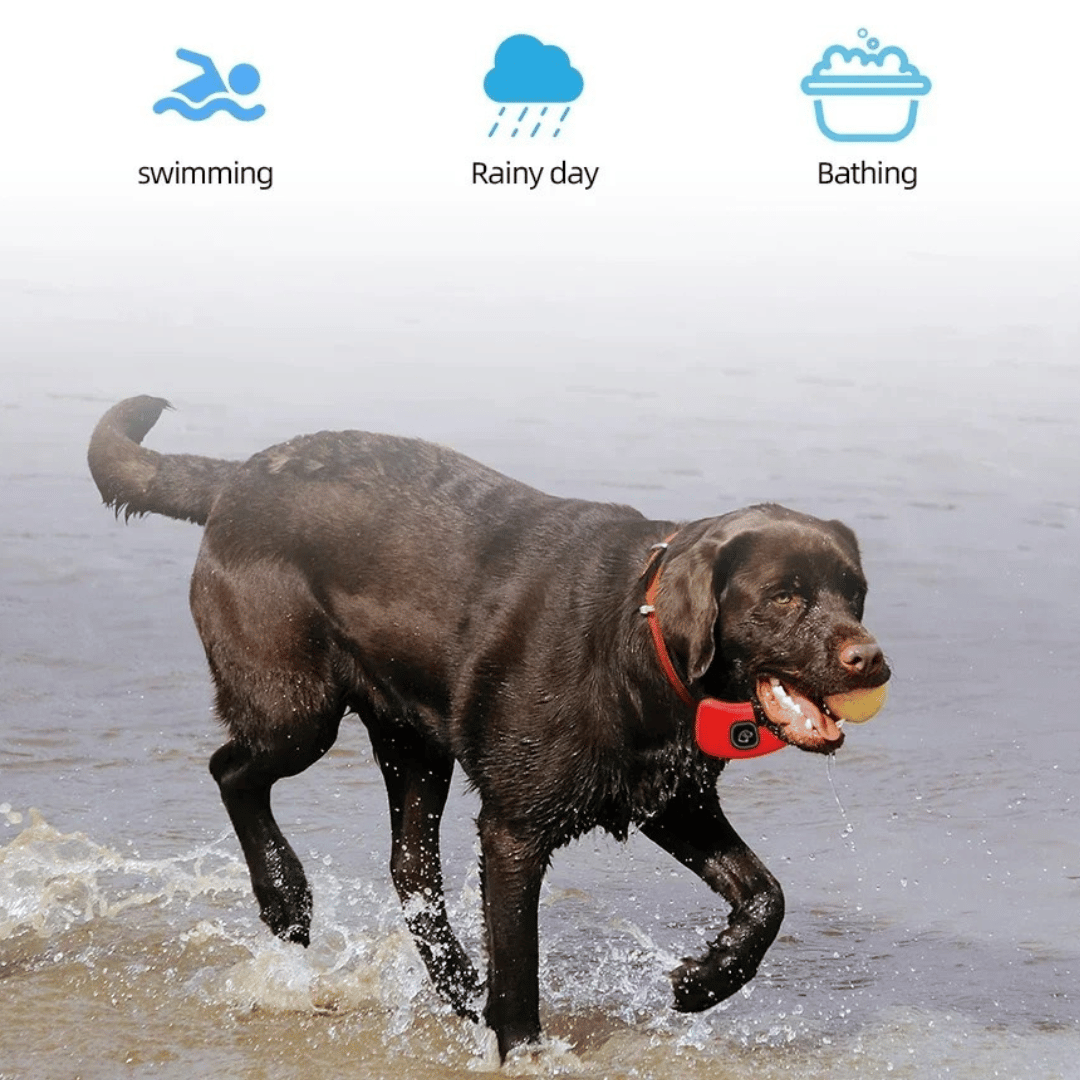Rechargeable Dog Training Collar & Small LCD Remote