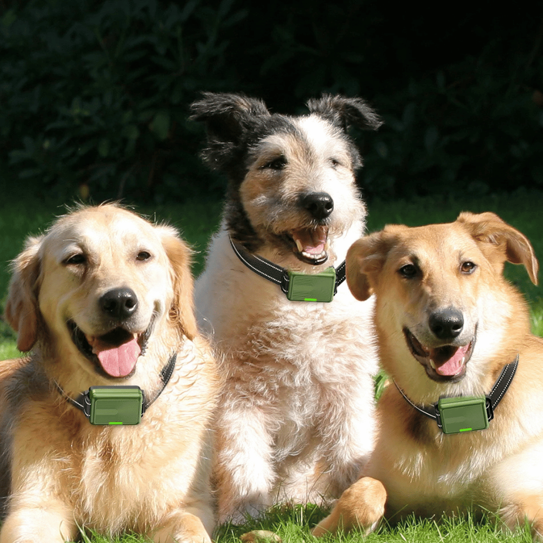 Rechargeable Dog Training Collar with LCD Remote Control