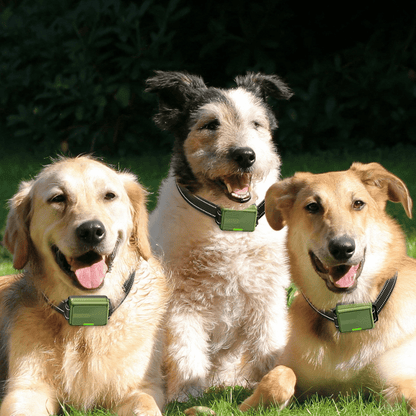 Rechargeable Dog Training Collar with LCD Remote Control