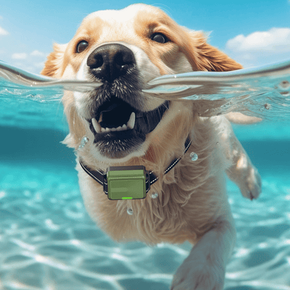 Rechargeable Dog Training Collar with LCD Remote Control