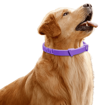 Calm Dog Anxiety Collar with Natural Pheromones