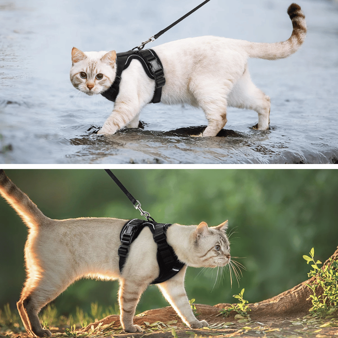 Comfortable Breathable Cat Harness Leash Set