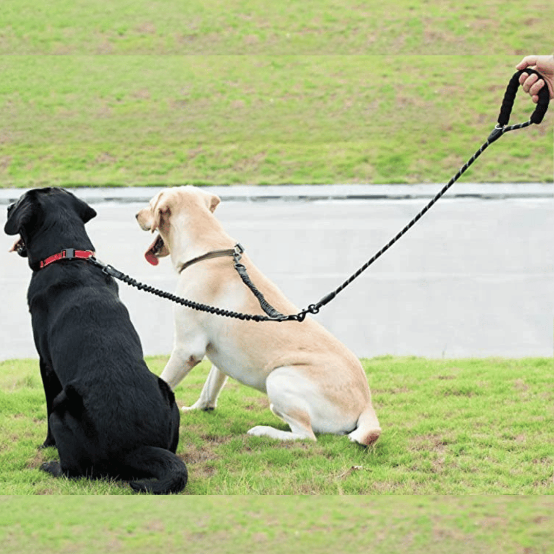 Durable Dual Dog Leash with Comfort Grip & Reflective Strap