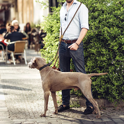 Easy Wear Running Dog Leash with Adjustable Strap