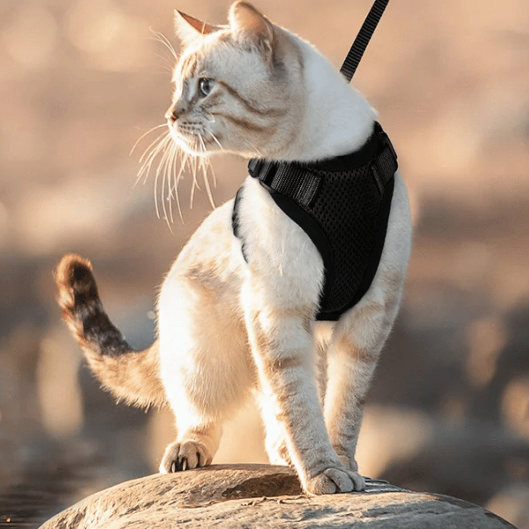 Comfortable Breathable Cat Harness Leash Set