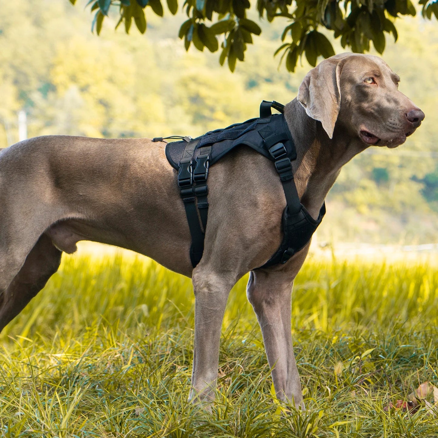 Durable Heavy-Duty Dog Vest with Handle for Large Breeds