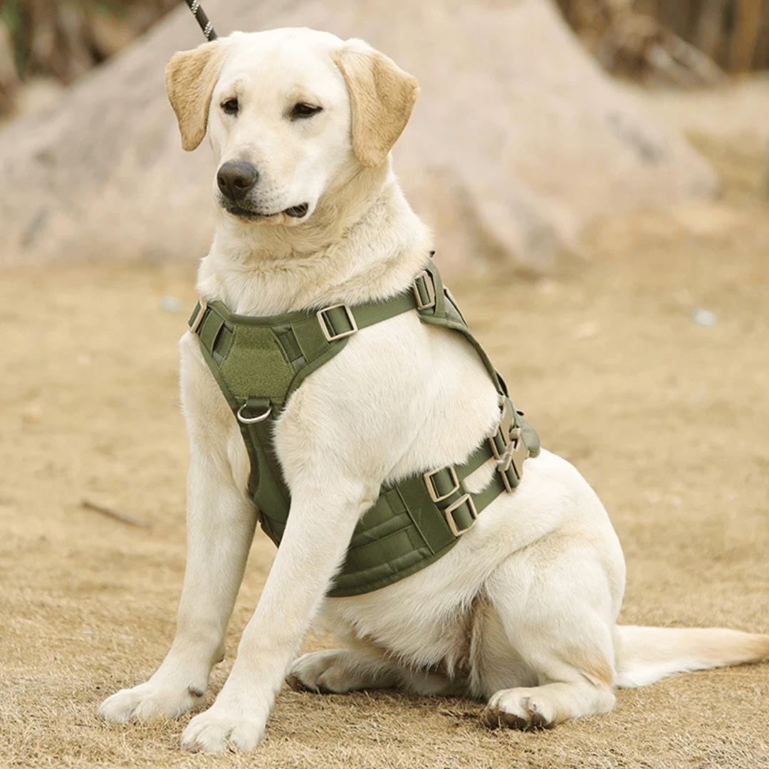 Durable Outdoor Dog Vest with Handle for Large Breeds