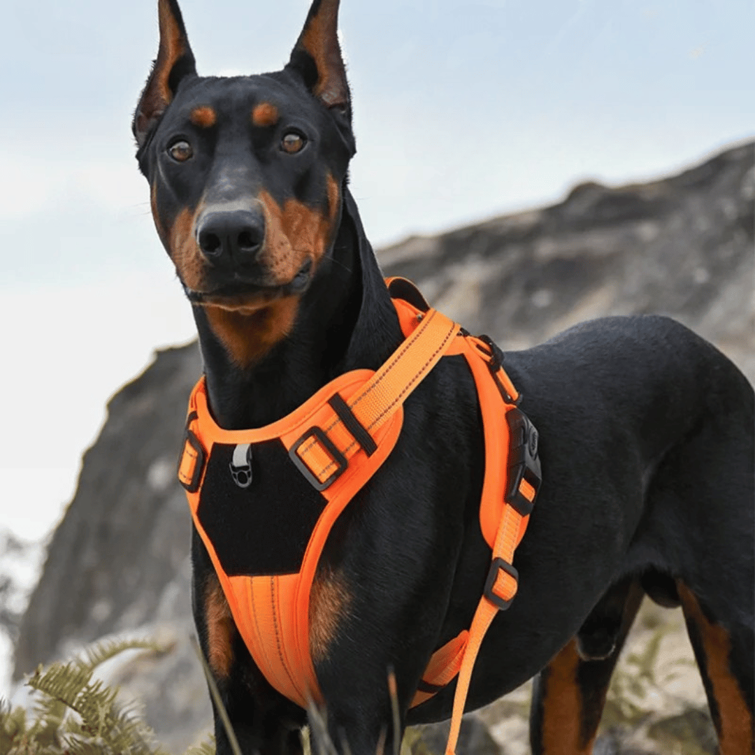 Comfortable Puppy Training Harness with Reflective Padded Vest