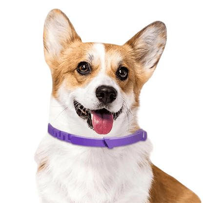 Calm Dog Anxiety Collar with Natural Pheromones