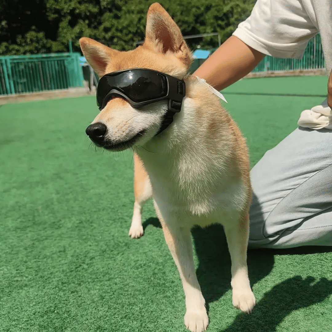 Pet Dog Shades for Small Breeds Protection