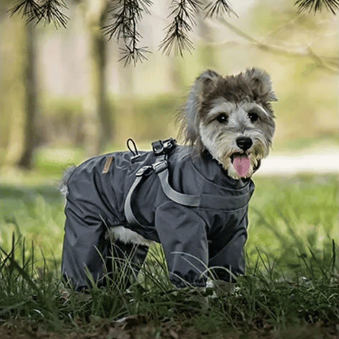 Waterproof Pet Coat with Built-In Dog Harness