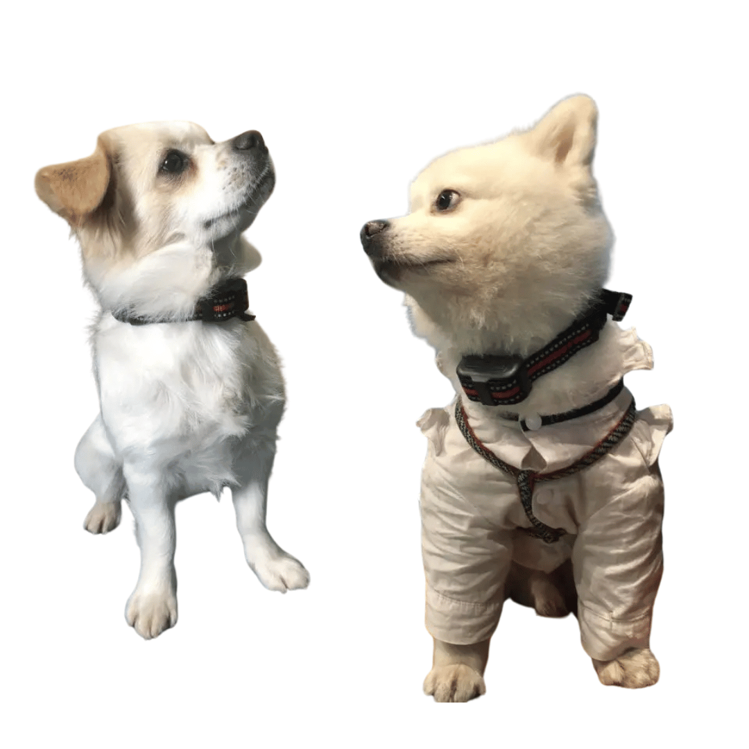 Effective Dog Bark Stop Training Collar for Small Pets