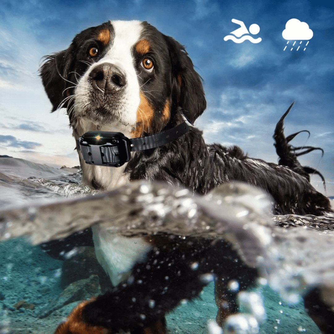 Long Range Dog Training Collar with Remote and Alerts