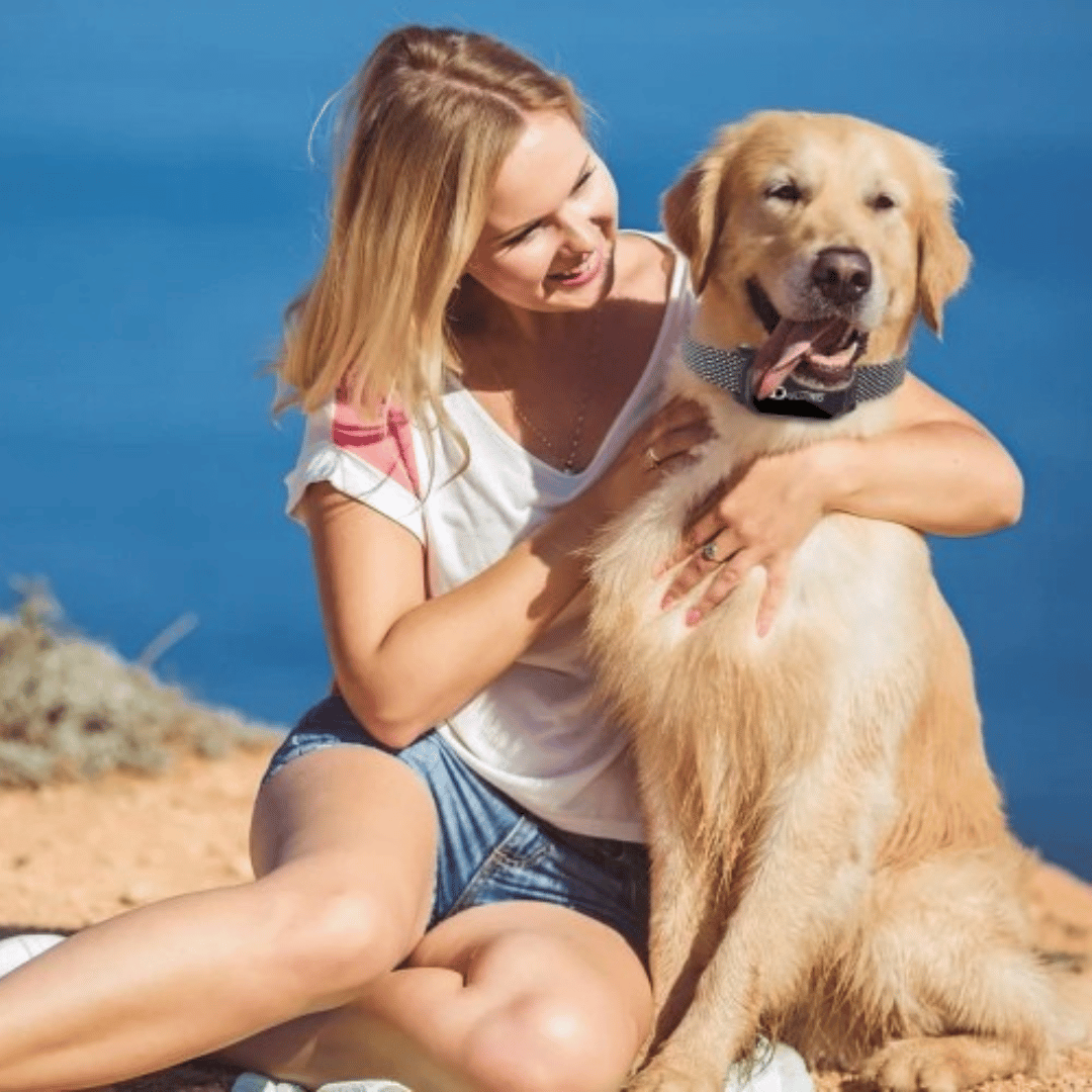 Rechargeable Dog Training Collar with LCD Controller