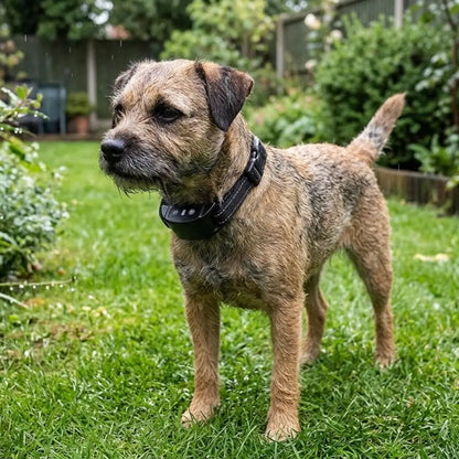 Border terrier wearing the BarkQuiet automatic bark collar in a garden