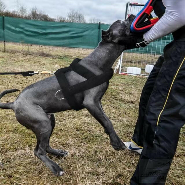 Tough Dog Pulling Harness with Padded Support