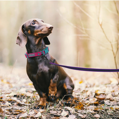 Strong Waterproof Dog Leash with Cushioned Grip