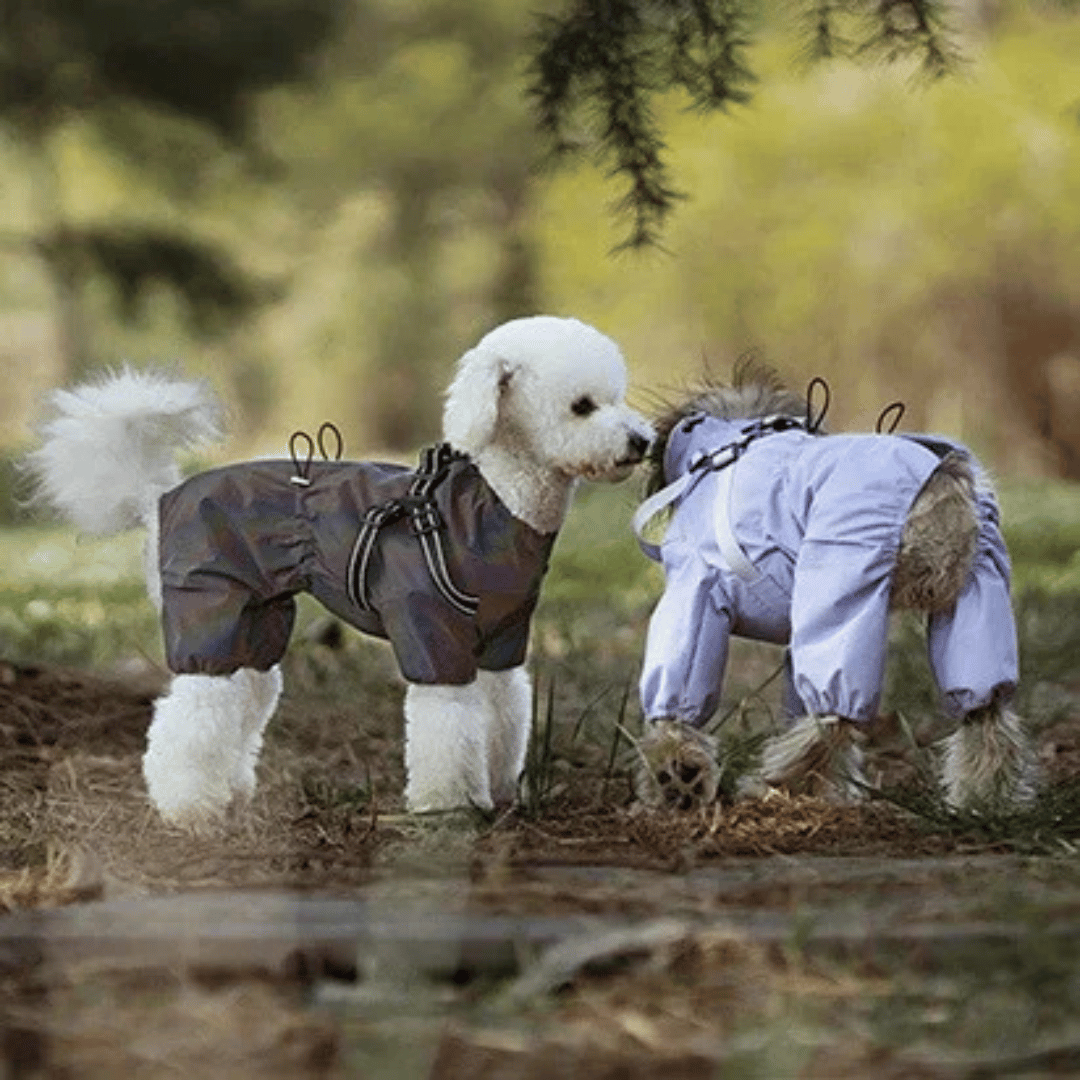Waterproof Pet Coat with Built-In Dog Harness