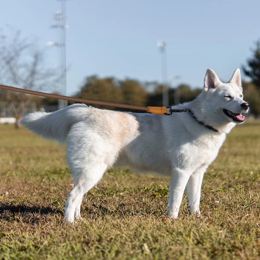 Easy Wear Running Dog Leash with Adjustable Strap