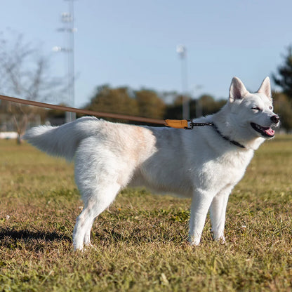 Easy Wear Running Dog Leash with Adjustable Strap