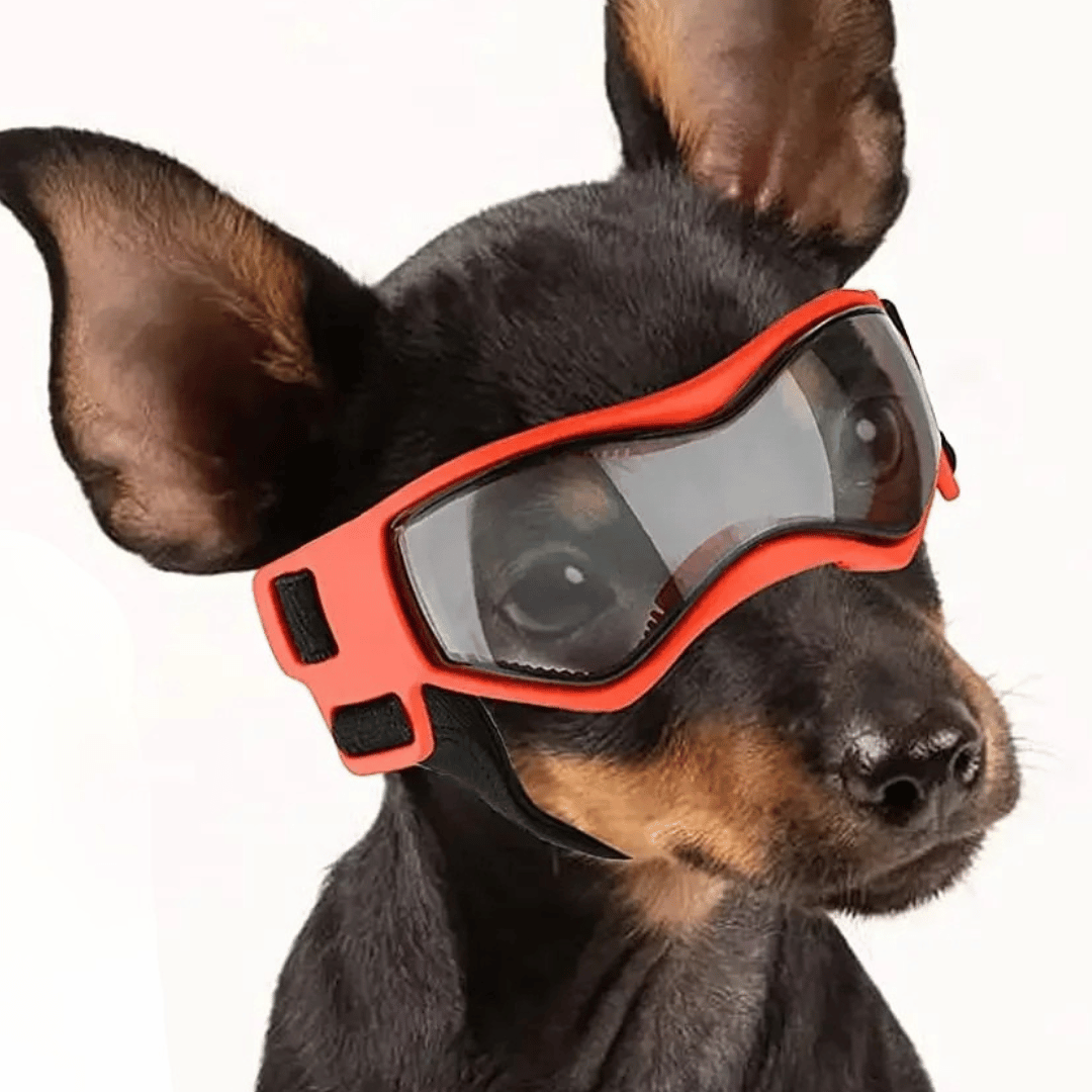 Pet Dog Shades for Small Breeds Protection