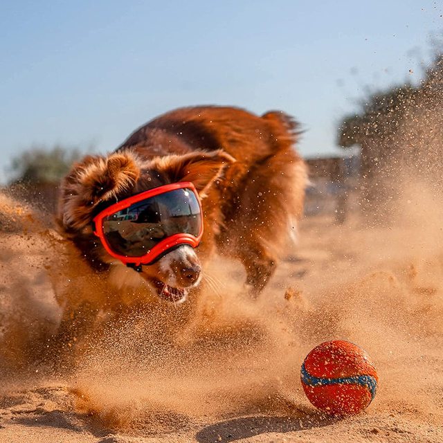Trendy Pet Shades | Waterproof Dog Sun Glasses