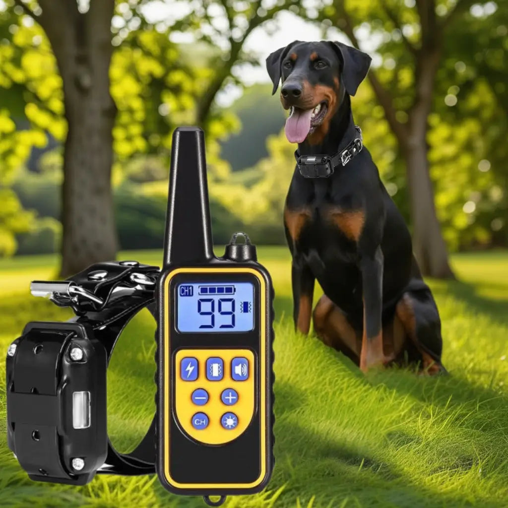 Dog training collar with remote control in a park setting