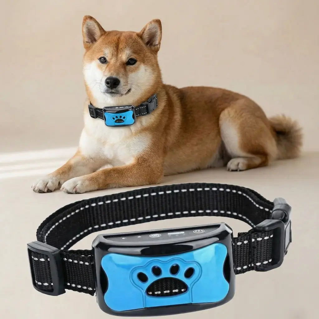 Dog wearing a blue and black electronic anti bark collar on a beige background