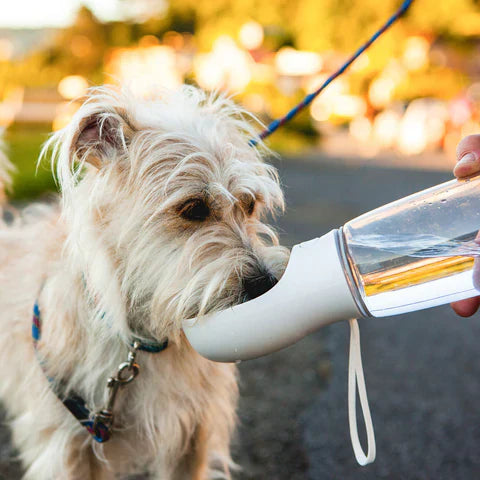 Compact Pet Travel Water Bottle for Small Dogs