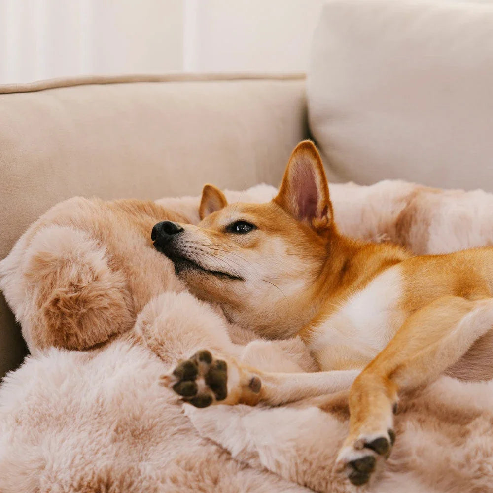 Plush Pet Sofa Cover with Pillow for Small Dogs Cats