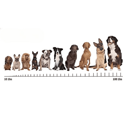 Effective Rechargeable Dog Bark Control Collar