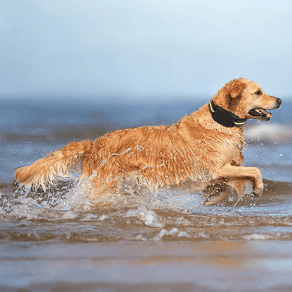 Effective Dog Bark Control Collar with Safe Static Shock