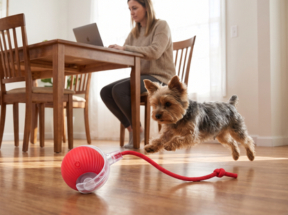 Yorkshire terrier pouncing on the red rolling ball while its owner works at a laptop